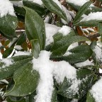 Snow Days in the South